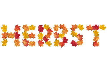 Herbst Schriftzug Blätter