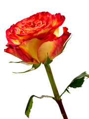 Obraz premium Red yellow rose