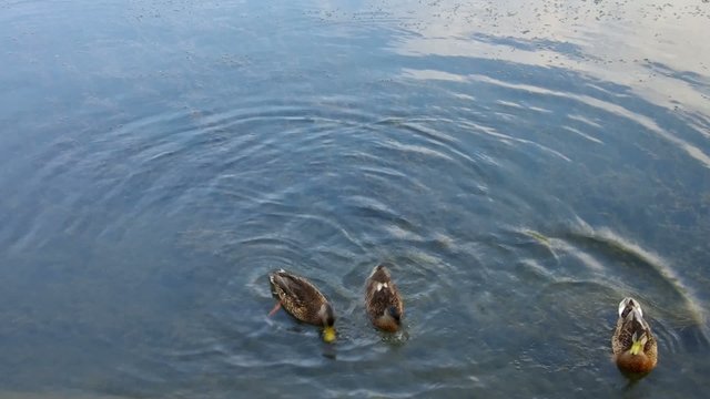 Enten fuettern vid 04