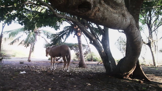 Wild Horse and Tree on Beach