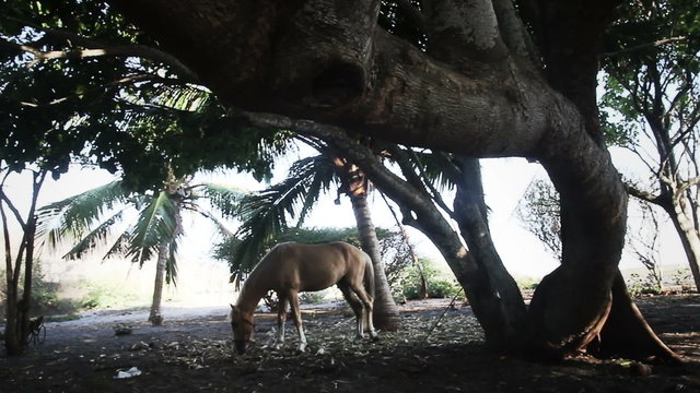 Wild Horses on Beach