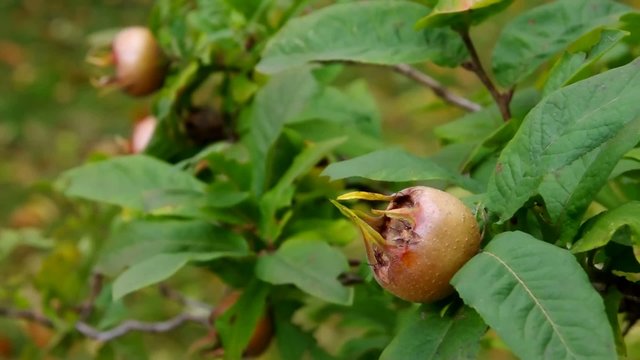 Mispel am Baum vid 02