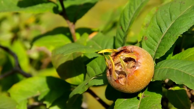 Mispel am Baum vid 04