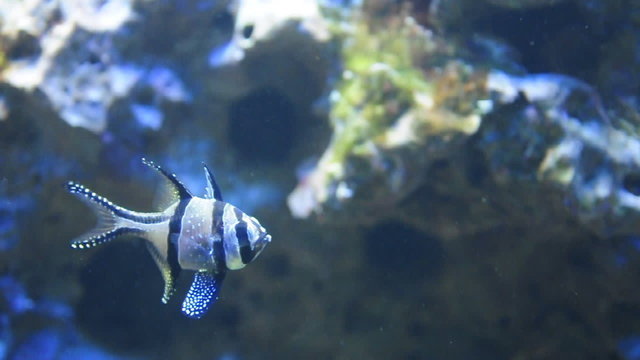 Kardinalbarsch / Kardinalsbarsch Meer Meerwasseraquarium