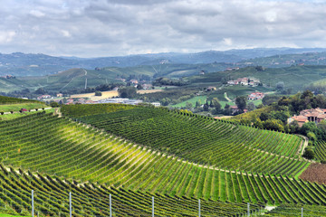 vineyards in Italy