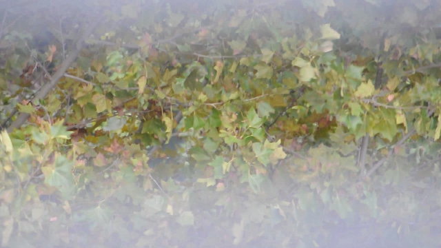 foglie mosse dal vento