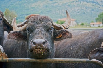 bufala nel recinto