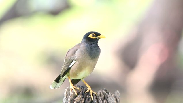 Common Myna resting on a log