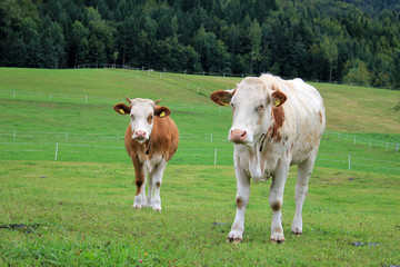Fototapeta na wymiar Krowy