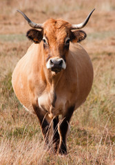 Vache Aubrac