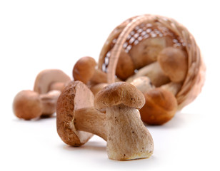 mushrooms in a basket