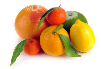 set of citrus  fruits