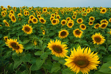 Fototapeta premium Sunflower field