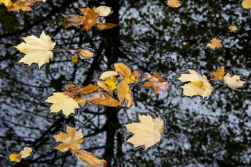 autumn leaves on water level