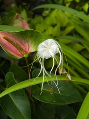 Fleur blanche en filament dans la serre tropicale