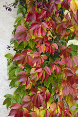 red autumnal wild fox wine plant on a wall