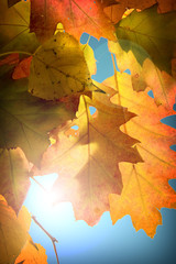 Autumn leaves background
