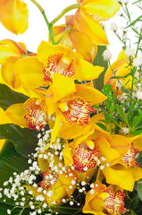 Orchidee gialle © Antonio Gravante