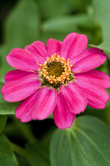 Pink Zinnia flower