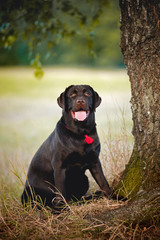 brown labrador sitting near a tree