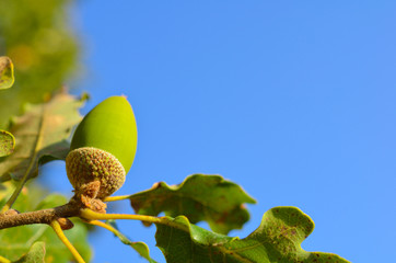 Closeup of acorn in the wood