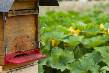 Bienenkasten auf dem Feld