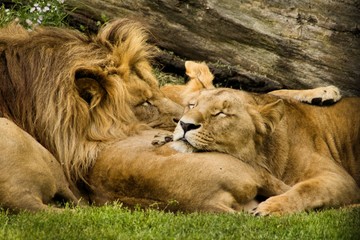 lions © Radoslaw Maciejewski