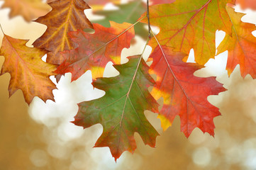 Autumn oak leaves