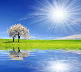 Fototapeta premium Blooming cherry tree in spring landscape