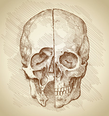 Skull. Section. Based on drawing of Leonardo da Vinci - obrazy, fototapety, plakaty