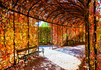 Deep red plant tunnel with autumn leafs