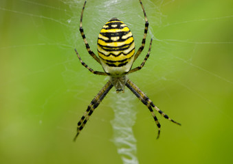 wasp spider Argiope bruennichi on spiderweb