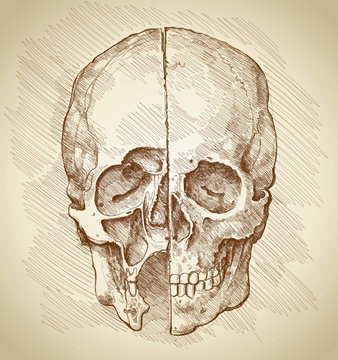 Skull. Section. Based on drawing of Leonardo da Vinci