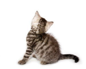 Beautiful Scottish young cat