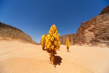 Fotobehang Flower in Sahara © sunsinger