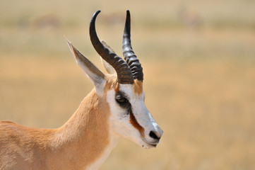 Springbok in the Etosha National Park 1