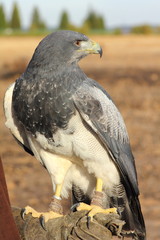 Águila Arpía. Harpia harpyja. Cetrería