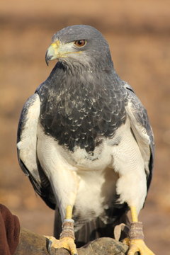 &Aacute;guila Arp&iacute;a. Harpia harpyja. Cetrer&iacute;a