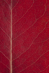 Naklejka na ściany i meble red autumnal leaf background