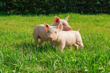 Ferkel auf Wiese