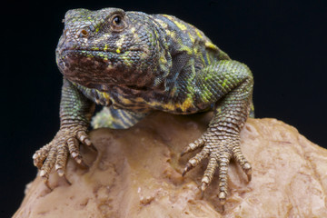 Ornate mastigure / Uromastyx ornata