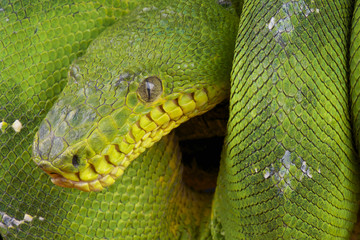 Emerald tree boa / Corallus caninus