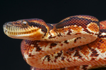 Tree boa / Sanzinia madagascariensis