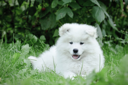Samoyed puppy portrait