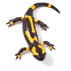 poisonous animal fire salamander