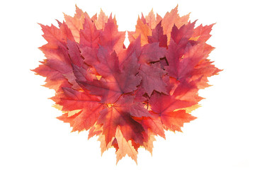 Red Maple Leaves Formed Heart Shape