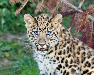 Fototapeta na wymiar Portret cute baby Amur Leopard Cub