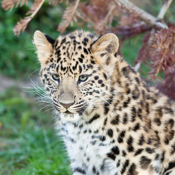 Head Shot of Adorable Baby Amur Leopard Cub