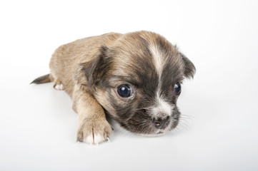 cute Chihuahua baby  close-up on white background