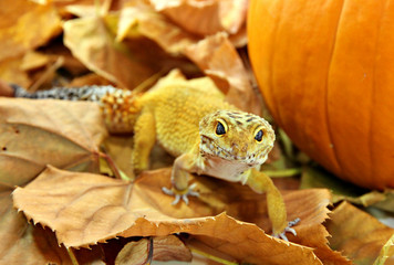 Autumn leopard gecko